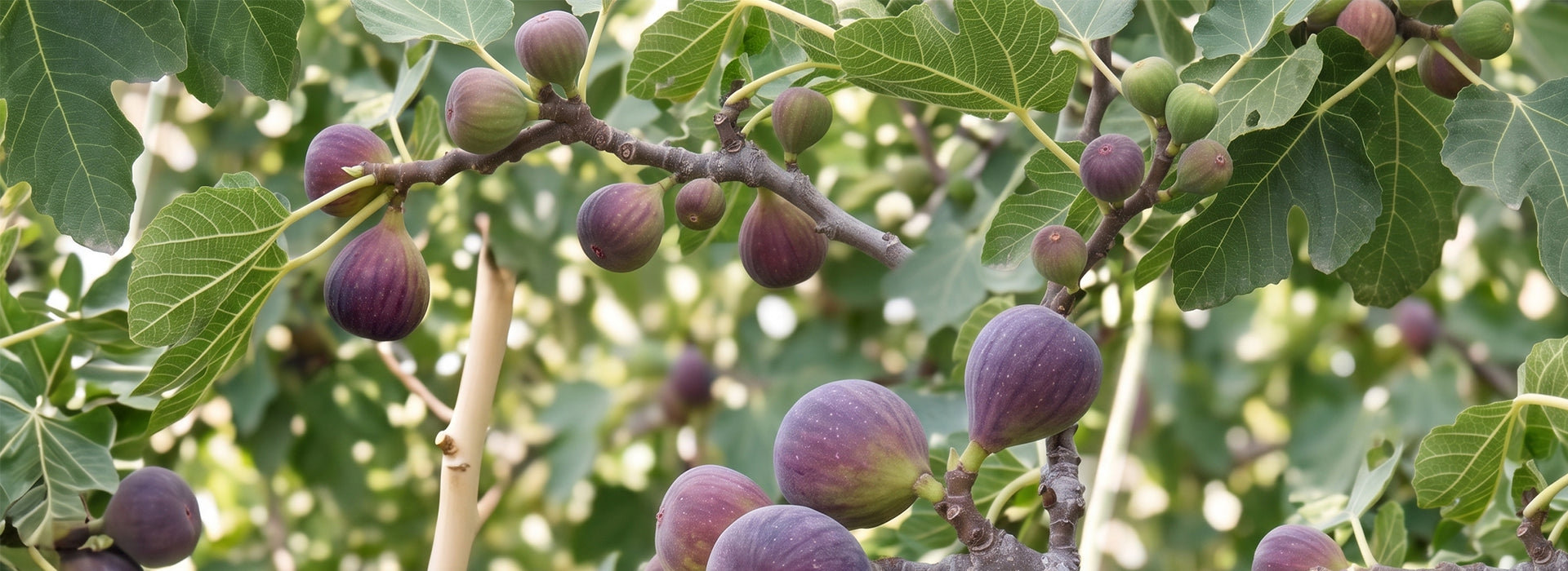 Figtree