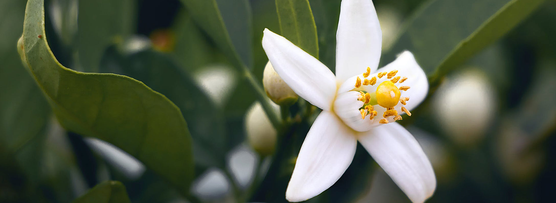Neroli
