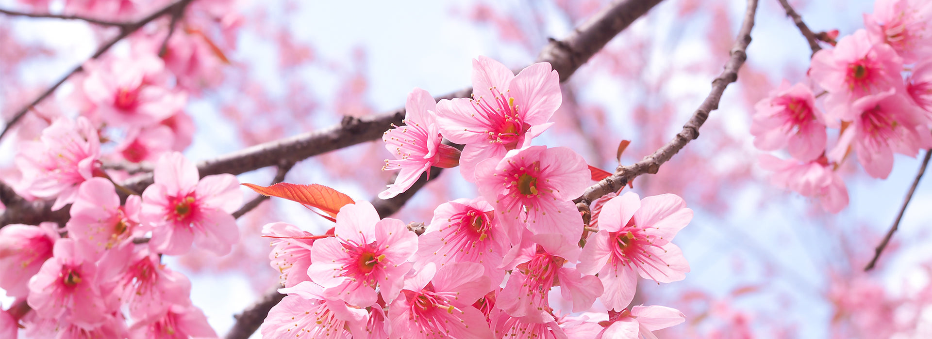 Sakura