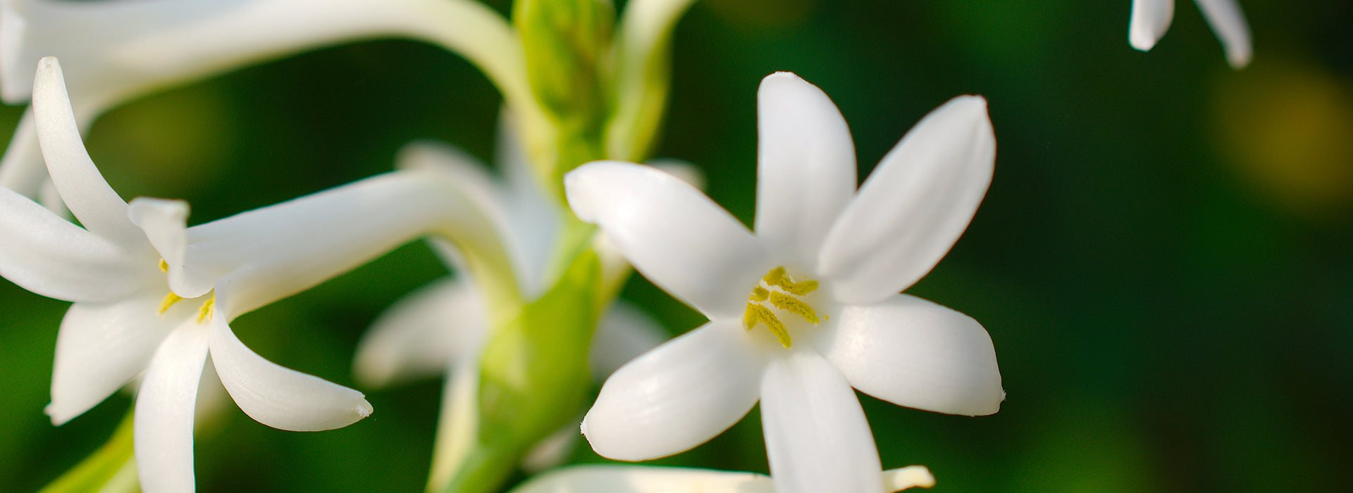 Tuberose