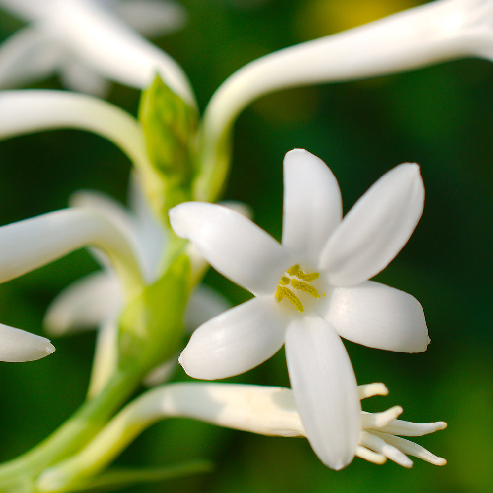 Tuberose – ESTEBAN