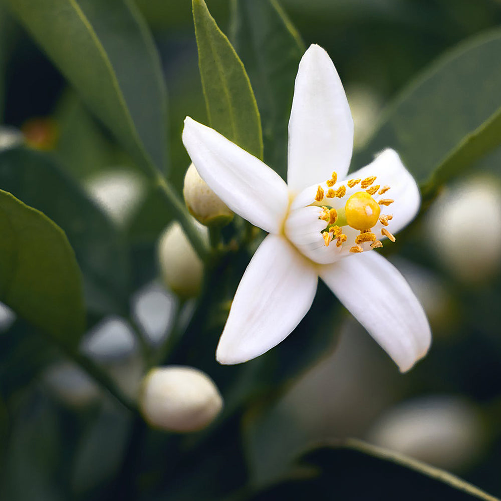 Neroli – ESTEBAN