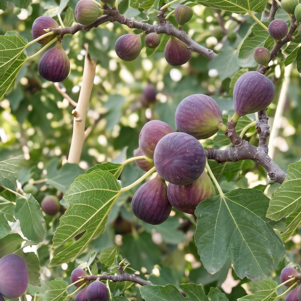 Figtree – ESTEBAN