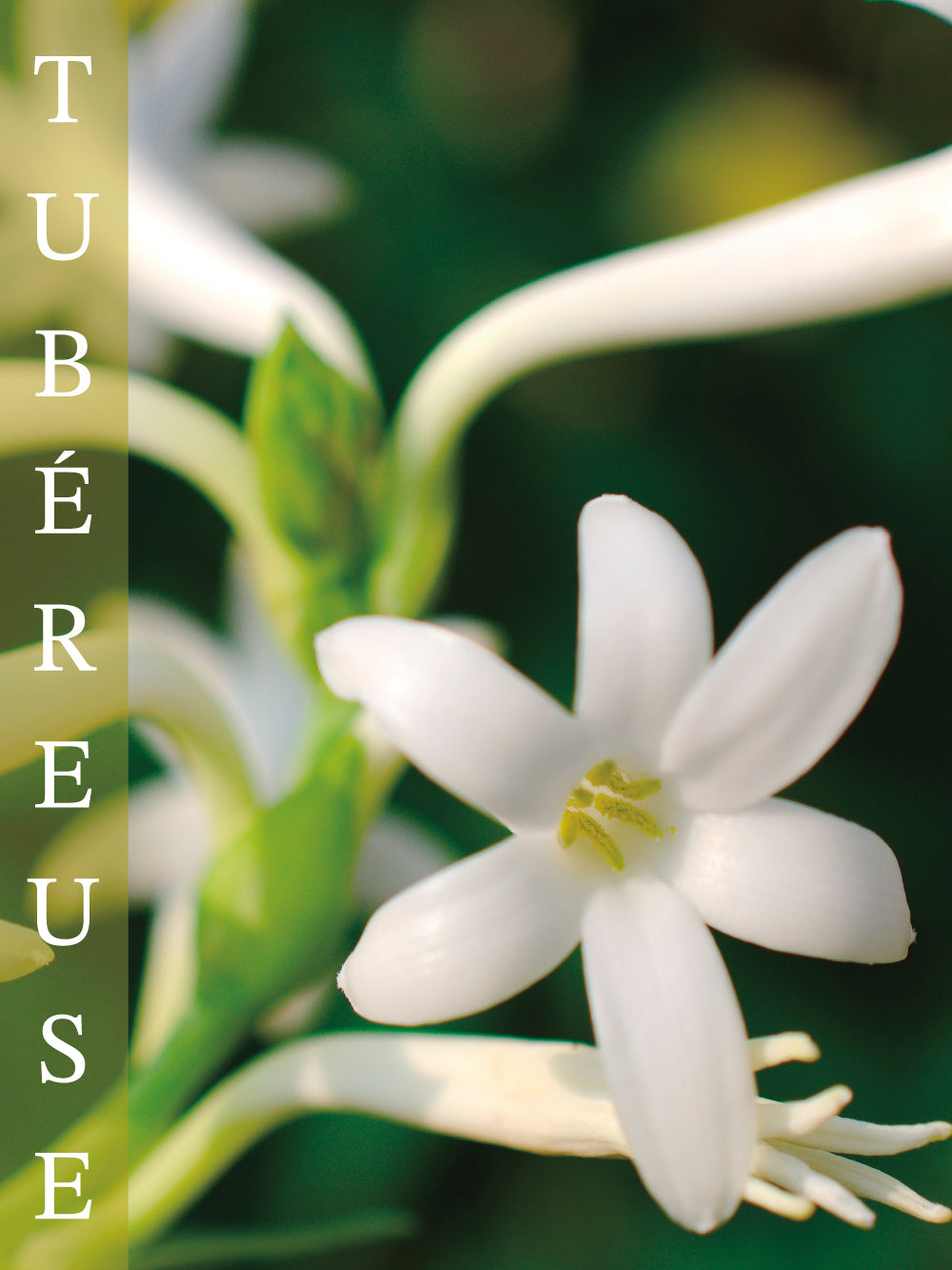 Tuberose – ESTEBAN